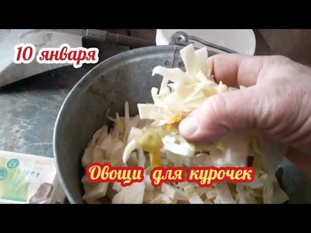 Утро. Собрал яйцо. Овощи для курочек.... смотреть онлайн