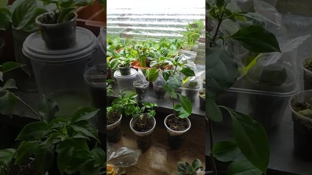 Фиалка! Рабочие будни фиалочницы😅 смотреть онлайн