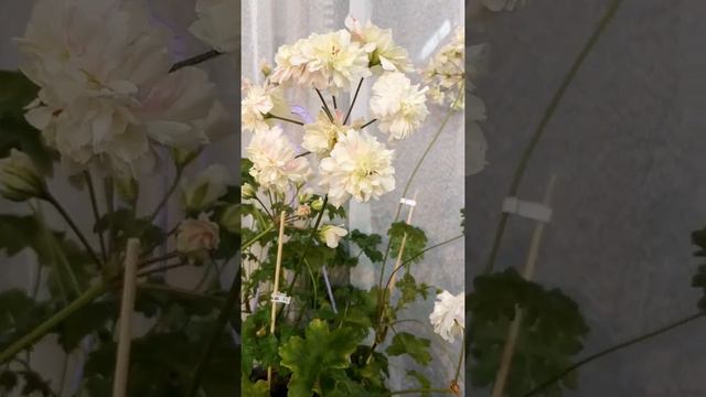 Московская выставка пеларгоний "Ужель та самая герань", прошедшая в июле 2022 года смотреть онлайн