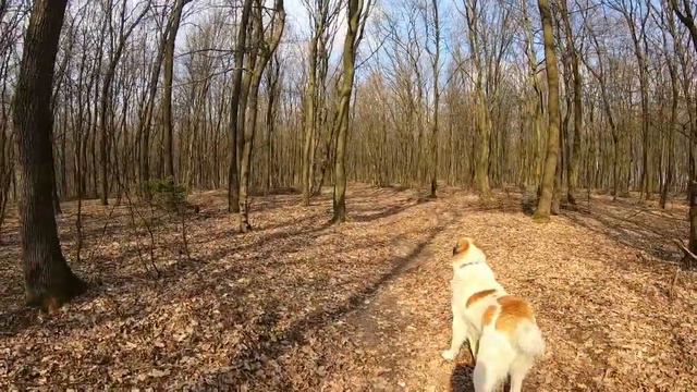 Собака Алабай "Пампух" смотреть онлайн