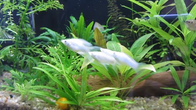 Потомство белых моллинезий смотреть онлайн