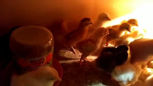 Как определить пол у суточных цыплят смотреть онлайн