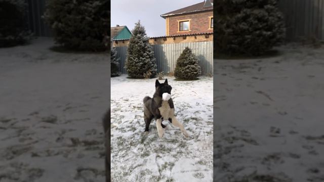 Кайзер американская акита щенок приколы с животными 🐺🥎❄️🌨☃️ смотреть онлайн