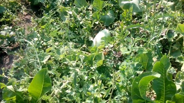 борьба с осами на винограднике смотреть онлайн