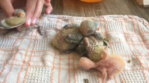 Кормление птенцов неразлучников