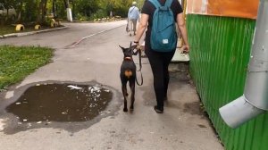 Доберман Грейс. Работа в ЭШО