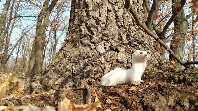 Ласка не дремлет :). Белая ласка. смотреть онлайн