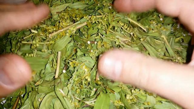 Золотарник канадский, трава, купить. смотреть онлайн