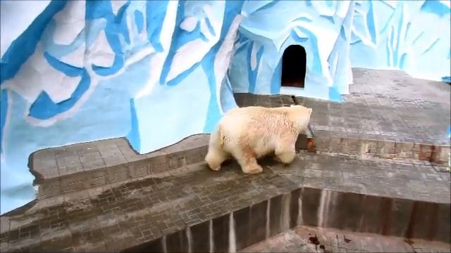 Герда и Кай 26.09.17.Новосибирский зоопарк им.Р.А.Шило смотреть онлайн