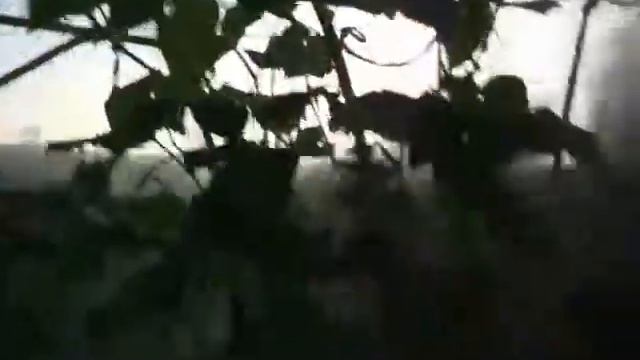 перевод дачи на гидропонику 11.08.2018 г смотреть онлайн