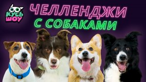 СОБАКИ ПРОТИВ СТАКАНЧИКОВ И ТУАЛЕТНОЙ БУМАГИ! - Кусь-шоу - Челленджи с собаками