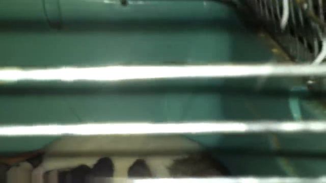 Домашние крысы смотреть онлайн