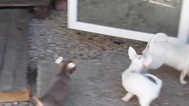 подробное видео об Ай-Петри ( Петруше) ПРОДАЖА питомник чихуахуа Кастропуло Крым 89787458062 РКФ смотреть онлайн