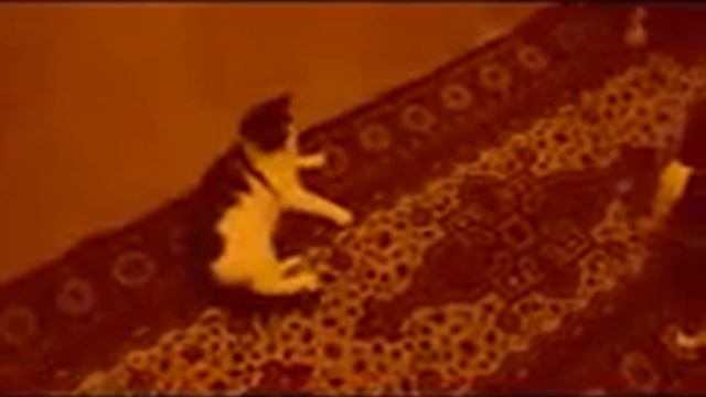 Смешные Бои Котов и Собак! смотреть онлайн