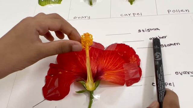 The parts of a flower | Flower Dissection | Royal poinciana/Gulmohar, Hibiscus and Lily | Functions смотреть онлайн
