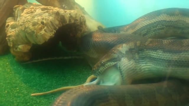 Coastal Carpet Python "Axminster" Feeding 15/ 2/ 16 Pt2 смотреть онлайн