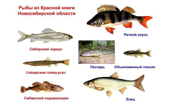 Ихтиофауна реки Издревая на современном этапе смотреть онлайн