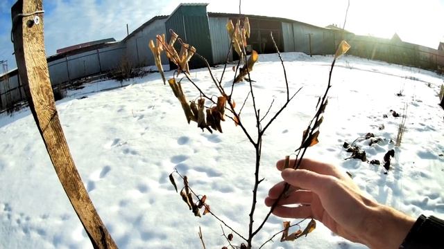 Абрикос зимой. Выращивание абрикосов на Южном Урале. Абрикосы Кичигинский и Краснощёкий, первая зим смотреть онлайн