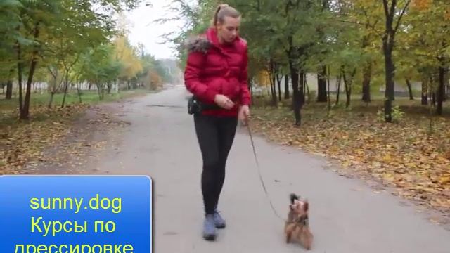 Правильный выбор йорка смотреть онлайн