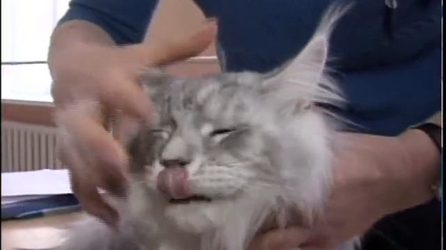 Выставка кошек РУС смотреть онлайн