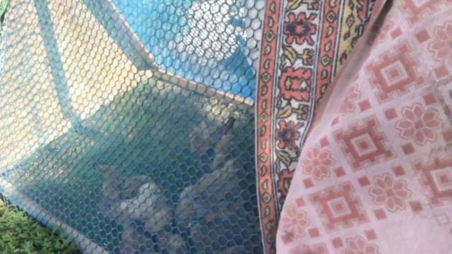 Ясли или детский сад для цыплят Кучинской породы смотреть онлайн