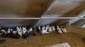 Гусь-Хрустальный, Пермские  голуби  Виктора Лобкова.