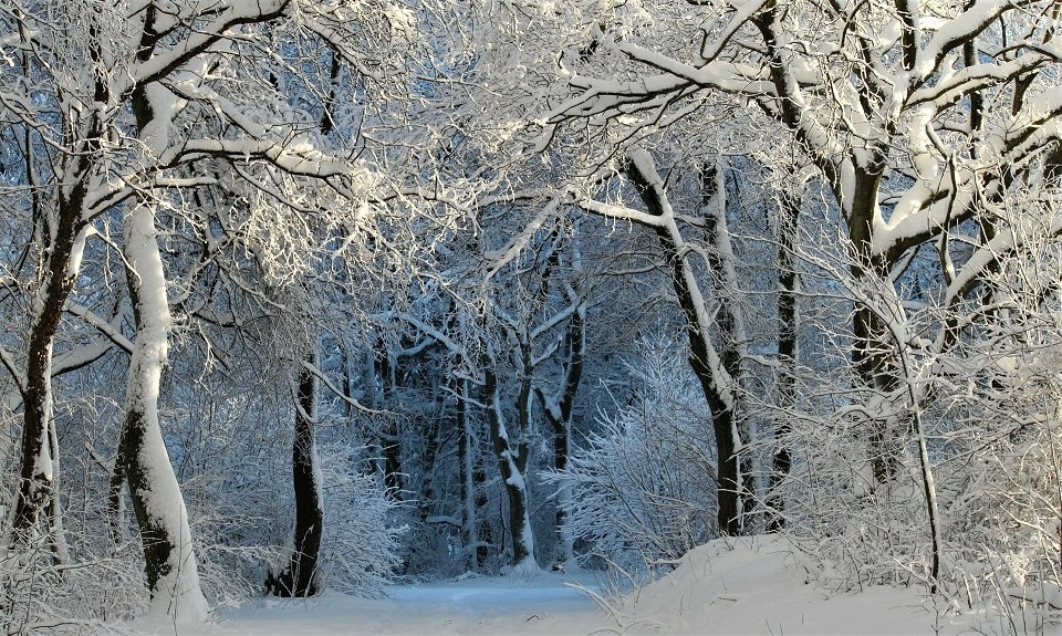 Зимний лес Релакс смотреть онлайн