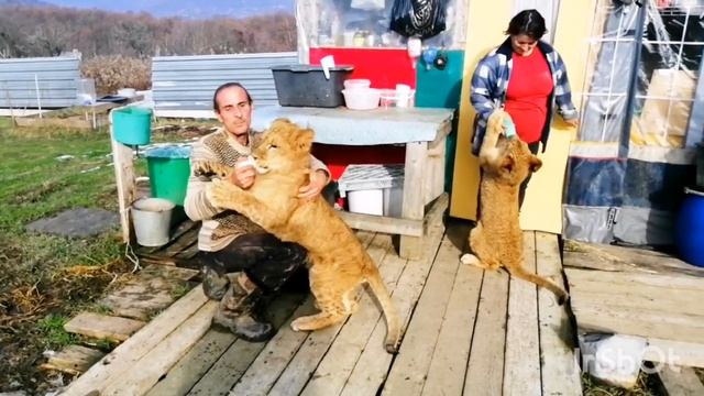 Сафари парк"Прайд" Гудаута. Абхазия. Едем в гости к львятам. Знакомьтесь Беня и Коко. смотреть онлайн
