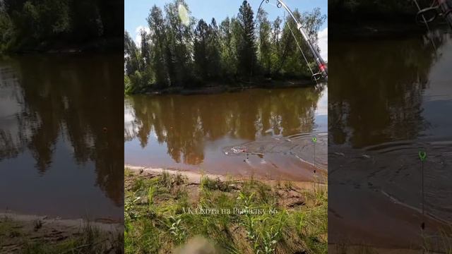 ЛЕТНЯЯ ЖЕРЛИЦА #рыбалка #щука #спининг #fishing #pike #pikefishing #perch смотреть онлайн
