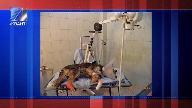 Волонтёры благодарят всех, кто помог спасти бездомного пса Мишу смотреть онлайн