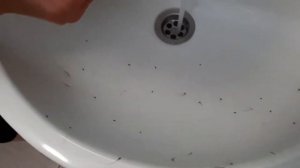 Купание бездомных котят.  Столько БЛОХ мы ещё никогда не видели.