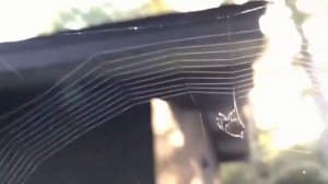 Как пауки плетут свои паутины?