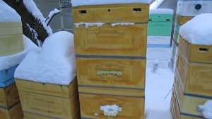 зимняя подкормка пчел сиропом по рекомендации профессора Кашковского особенности такой подкормки