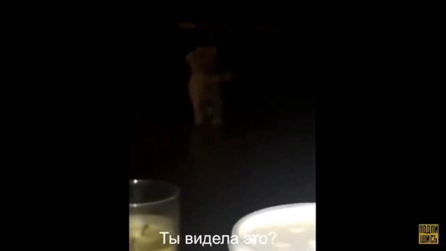 Животные Видят Нечто Ужасное Страшные Видео с Животными Ч.2 смотреть онлайн