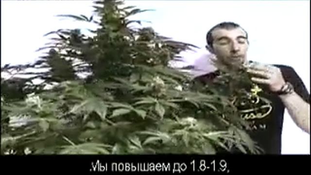 Green House Seed Co. The Doctor Grow with Russian Subtitles смотреть онлайн