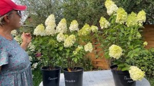 Обзор и сравнение двух сортов метельчатой гортензии #Геркулес и #Полярный Медведь