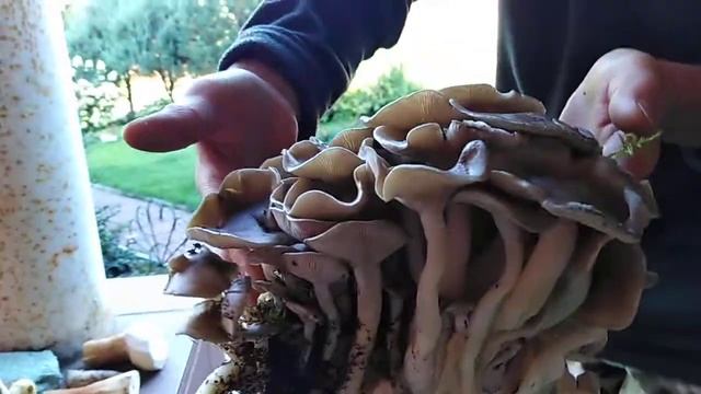 #грибБаран , Вот и снова грибная пора ©.... Грибочки пошли потихоньку ☺☺☺ смотреть онлайн