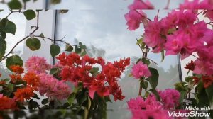 Бугенвиллии.Цветение в августе 2022.