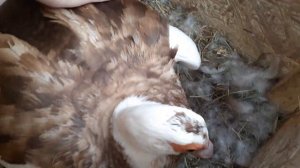 Индоутка вывела утят...забираем утят у утки...