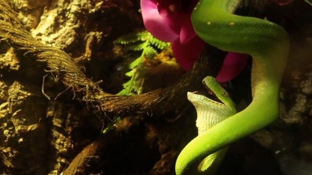 See a Green Tree Python Eat @CLEAquarium смотреть онлайн