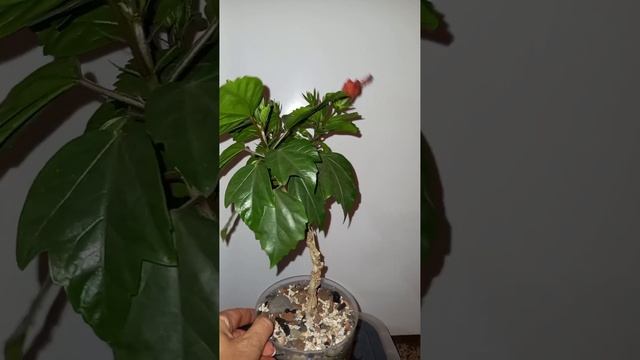 три черенка, как дали корни я их заплела. #гибискус красный, самый простой! смотреть онлайн