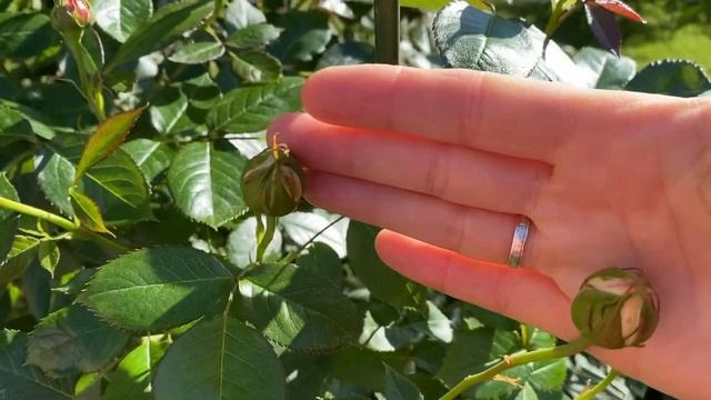 РОЗЫ. ЭФФЕКТИВНАЯ ОБРАБОТКА РОЗ ОТ КЛЕЩЕЙ. смотреть онлайн