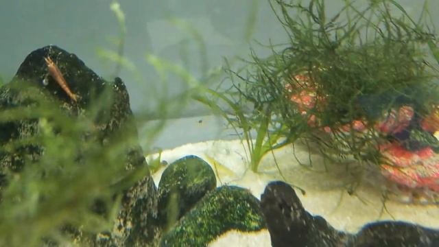 Mating shrimp in an aquarium | Спаривание креветок в аквариуме | Paarungsgarnelen in einem Aquarium смотреть онлайн