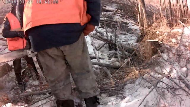 Валка деревьев при помощи клина смотреть онлайн
