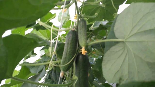ОГУРЦЫ обожают эту подкормку. С каждого куста ведро смотреть онлайн