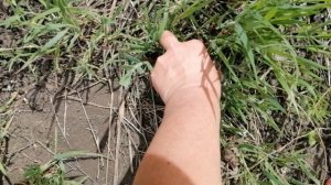 Раундап от сорняков: инструкция по применению, как разводить, дозировка