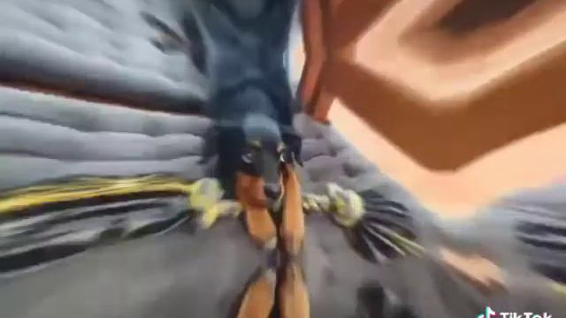 Люся собачка Эдисона ♥️ Мы ее все любили смотреть онлайн