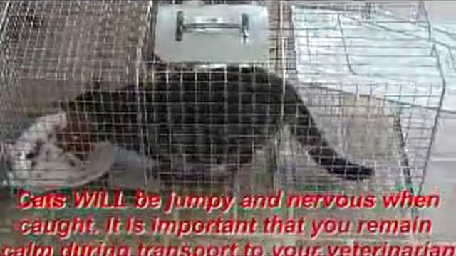 TNRM Feral Cat Colony Management - How To - Video смотреть онлайн