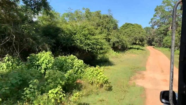 Udawalawe National Park Safari Vlog සීනුග්ගල වන නිවහන 🍃😍#wildlife #srilanka #travel #safari смотреть онлайн