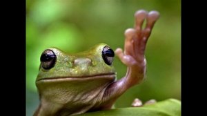 баКаКи ЦКалши КиКинэбс (лягушки квакают в пруду)